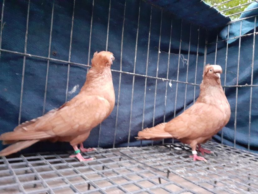  - 8-Jucatorii de Ardeal vechi