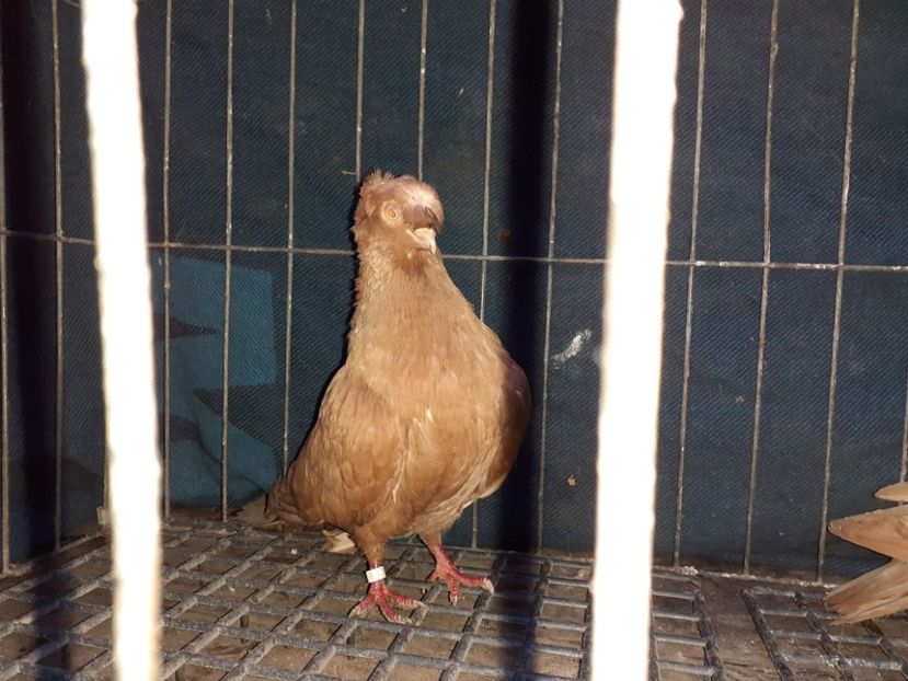  - 8-Jucatorii de Ardeal vechi