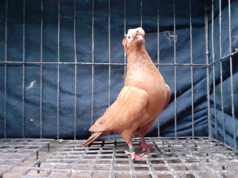  - 8-Jucatorii de Ardeal vechi