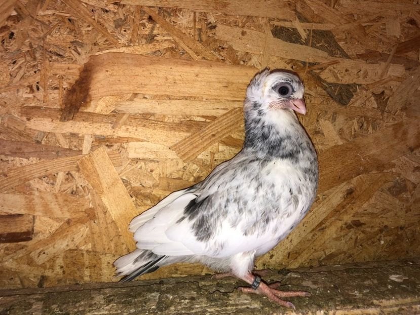 8705  femelă  2020_3 - pui 2020 BM