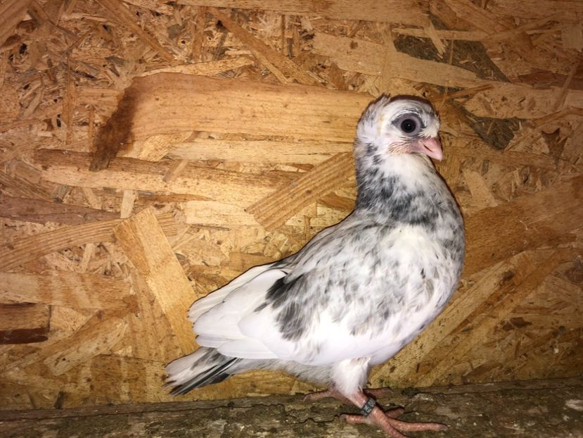 8705  femelă  2020_1 - pui 2020 BM