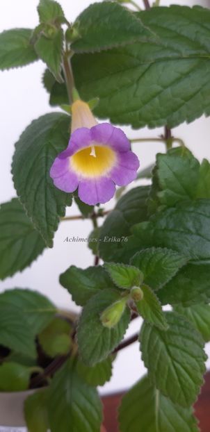  - BriD_s Estrella de Oro