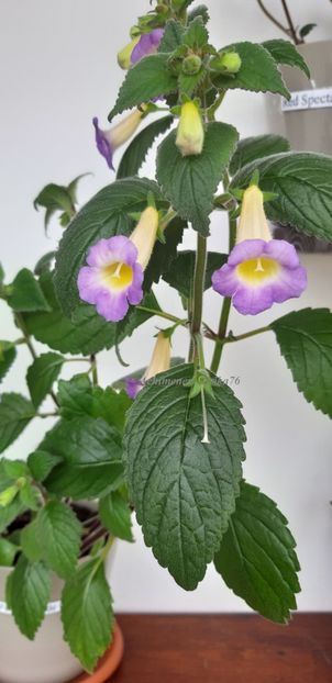  - BriD_s Estrella de Oro