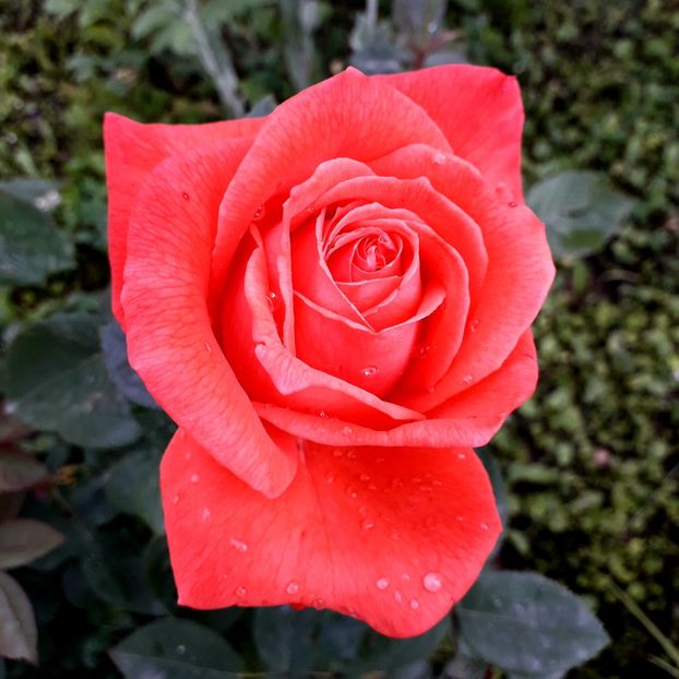  - TRANDAFIRI_2019_2020_2024