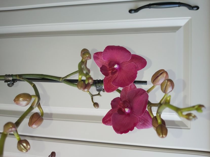 Ph Montreux - phalaenopsis