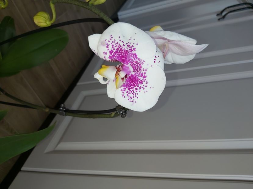  - phalaenopsis