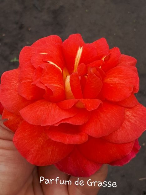  - Parfum de Grasse