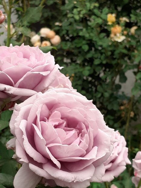 20200611_074651(0) - Novalis 2020