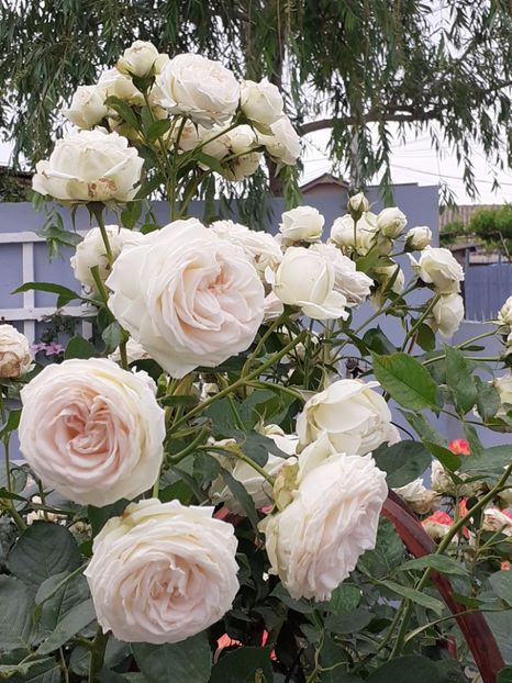  - Palais Royale 2020