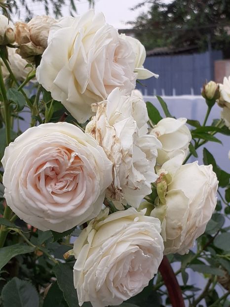  - Palais Royale 2020