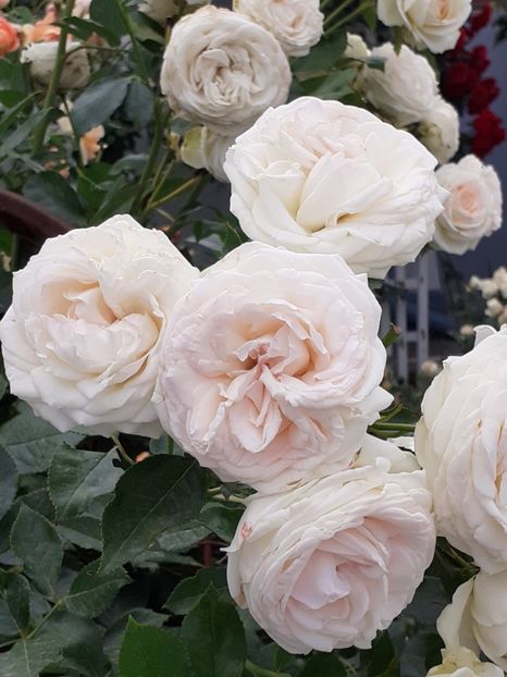  - Palais Royale 2020