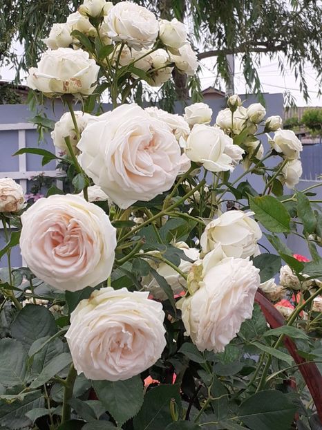 20200611_080913(0) - Palais Royale 2020