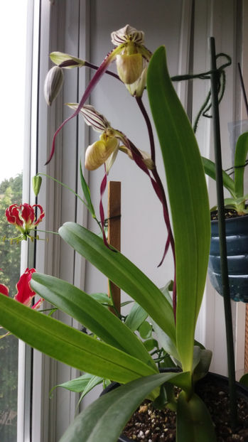 Paphiopedilum philippinense - Orhidee_5_simpodiale fără pseudobulbi