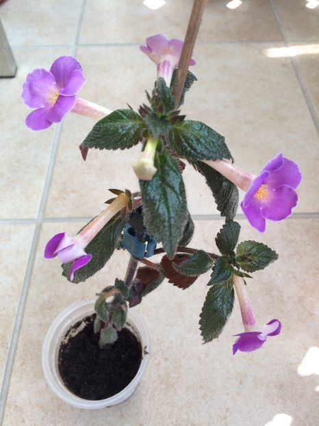 11.06.2020 - BriDs Gabriela