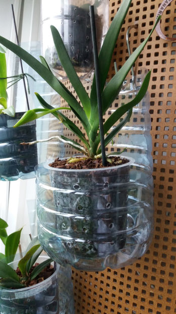 angraecum "Lady Lisa"x sesquipedale - Orhidee_3_monopodiale