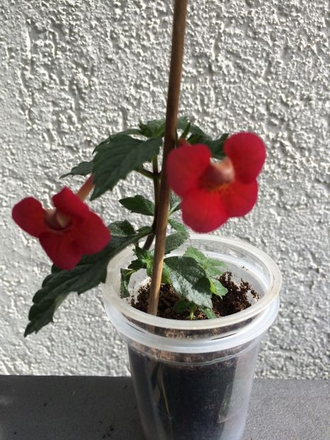 Arletta Blue?! - Achi Identificare răsturnați