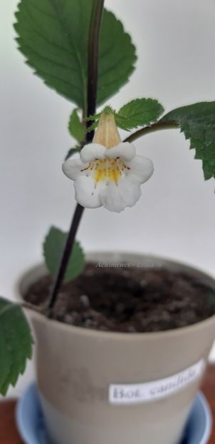 2020 - Candida - botanical