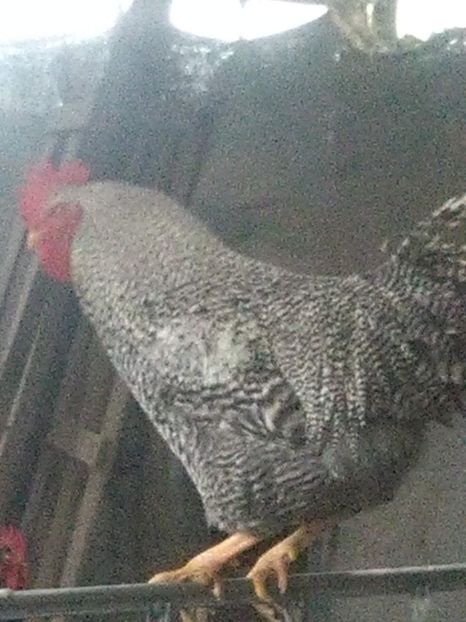  - o parte din galinacee