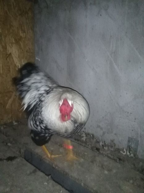  - o parte din galinacee