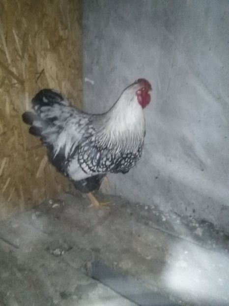  - o parte din galinacee