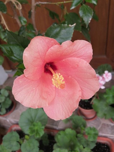  - Balsam pentru suflet