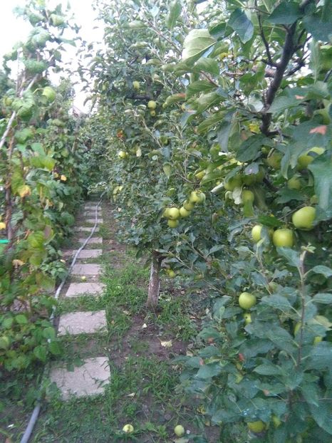  - gradina si livada