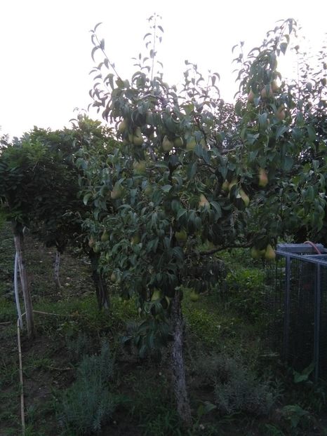  - gradina si livada