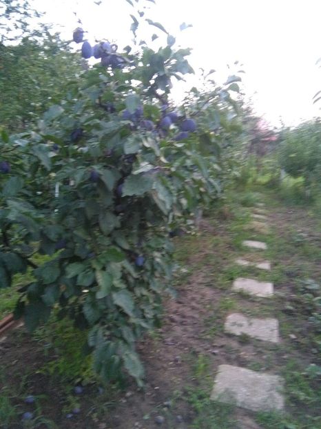  - gradina si livada