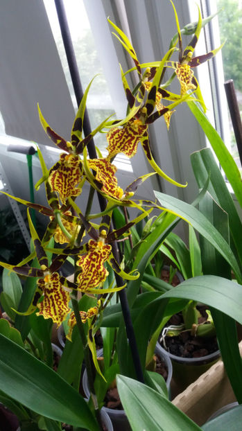 banfieldara "mystic maze" - Orhidee_4_simpodiale cu pseudobulbi
