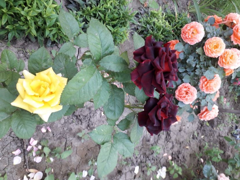  - 0Flori de interior si exterior 2018