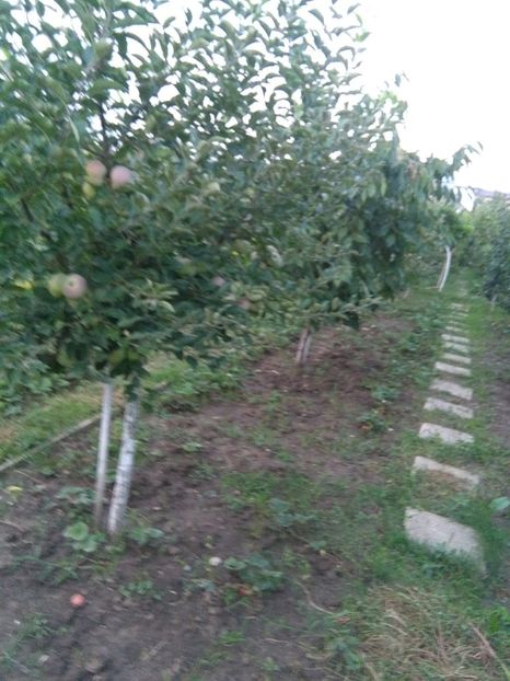  - gradina si livada