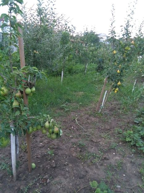  - gradina si livada