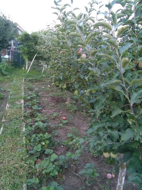  - gradina si livada