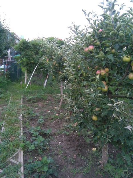  - gradina si livada