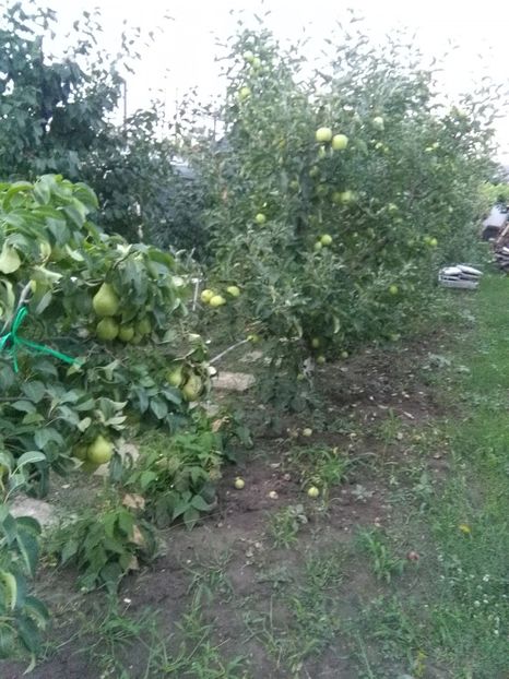  - gradina si livada