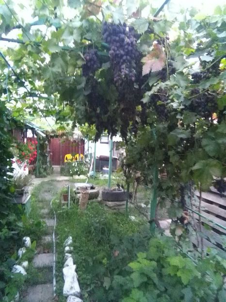  - gradina si livada
