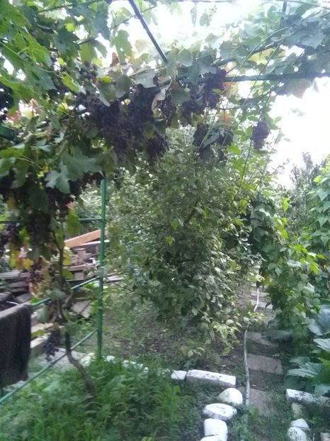  - gradina si livada