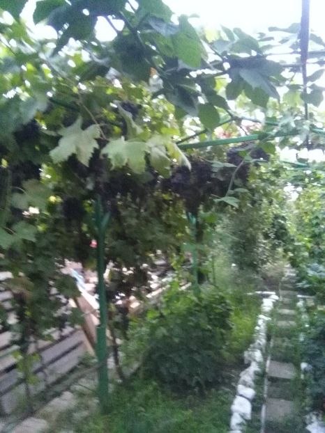  - gradina si livada