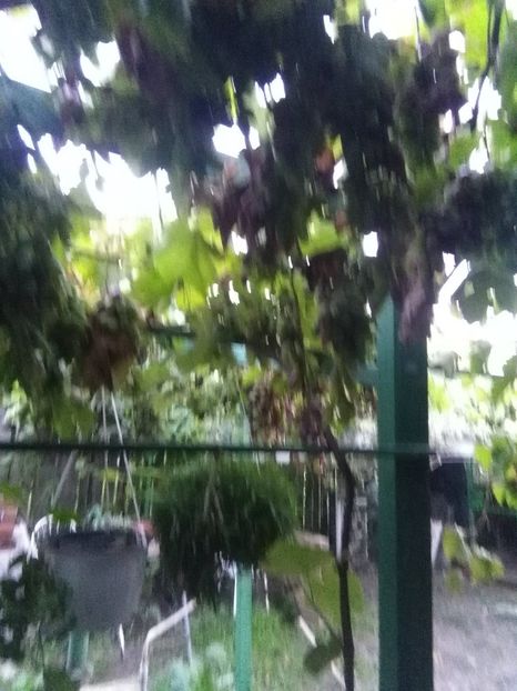  - gradina si livada
