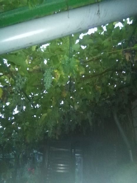  - gradina si livada