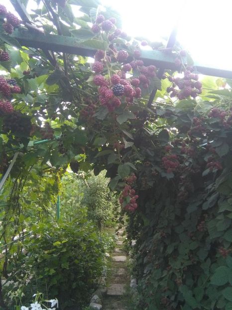 - gradina si livada