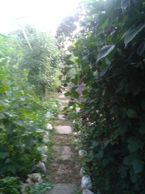  - gradina si livada
