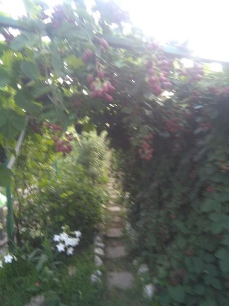  - gradina si livada