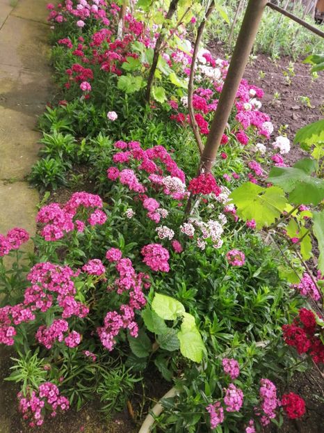  - Frumuseti la casa parinteasca