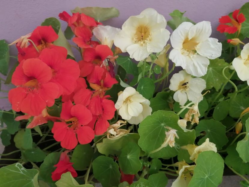  - Frumuseti la casa parinteasca