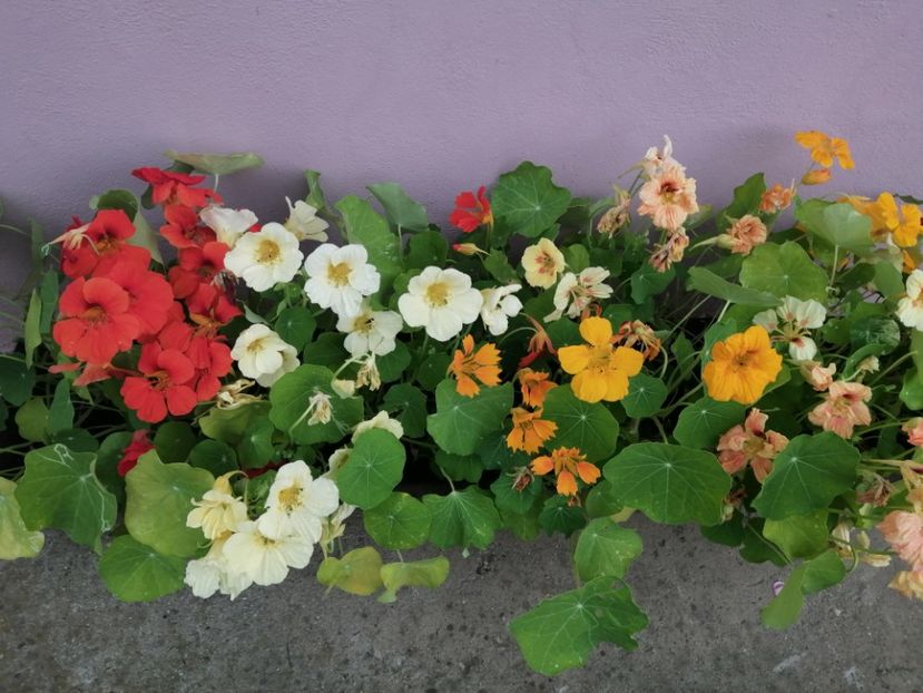  - Frumuseti la casa parinteasca