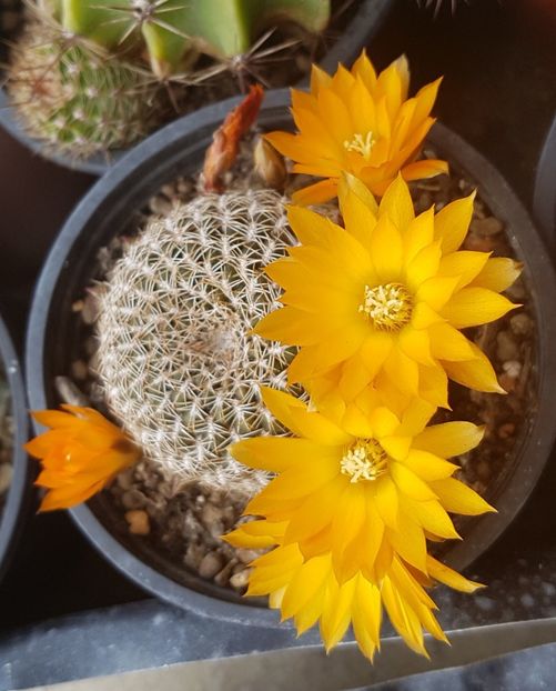  - Rebutia