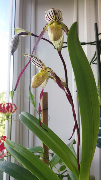 Paphiopedilum philippinense - Orhidee_5_simpodiale fără pseudobulbi