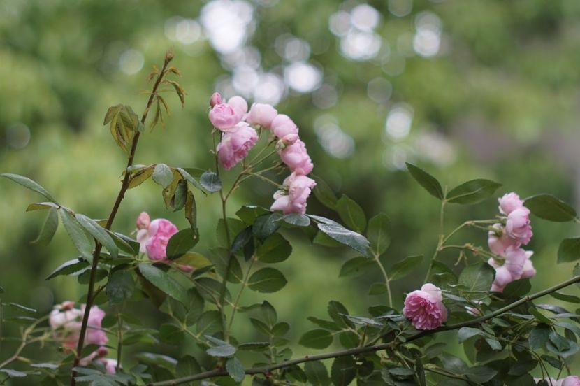  - Belle de Sardaigne