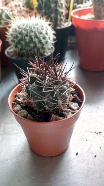 P. andreanus LF016 - Pyrrhocactus--Eriosyce